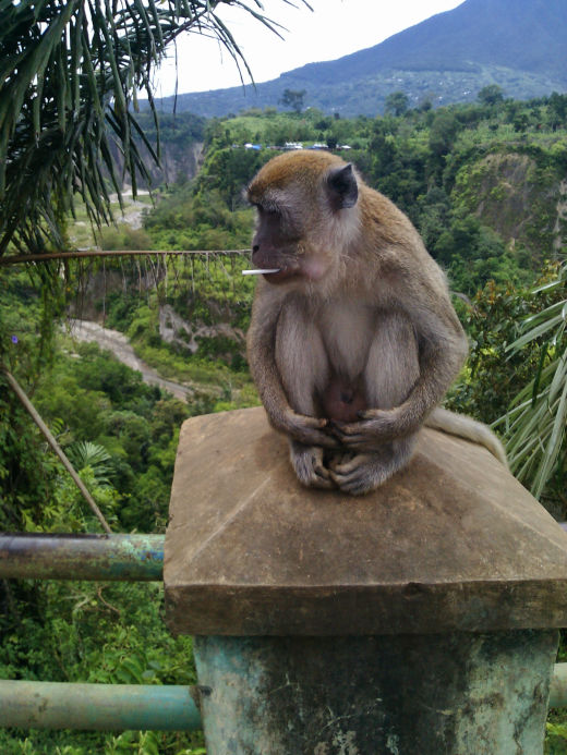 Monkey in Padang